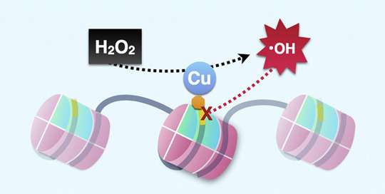 NuPoP output example